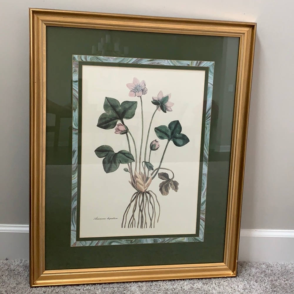 Anemone hepatica Print in frame